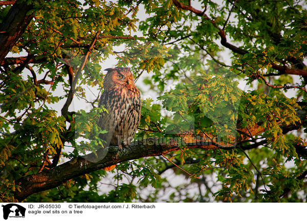 Uhu sitzt im Baum / eagle owl sits on a tree / JR-05030