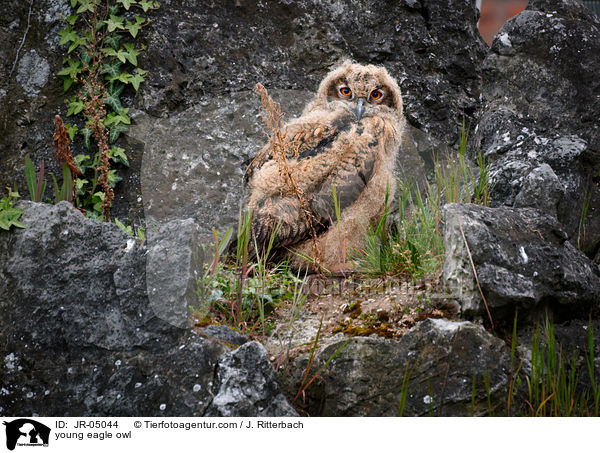 junger Uhu / young eagle owl / JR-05044
