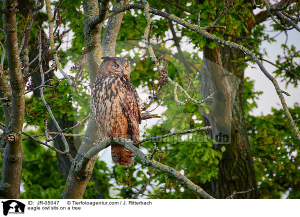 Uhu sitzt im Baum / eagle owl sits on a tree / JR-05047