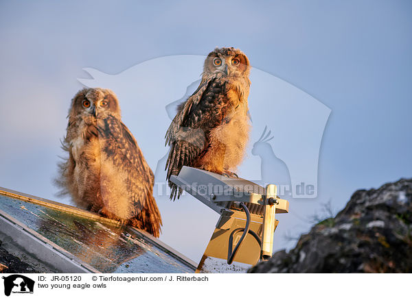 zwei junge Uhus / two young eagle owls / JR-05120
