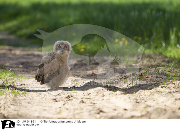 junger Uhu / young eagle owl / JM-04351