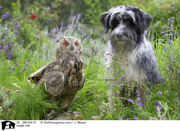 Uhu / eagle owl / JM-04415