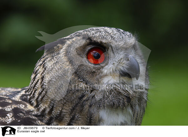 Uhu / Eurasian eagle owl / JM-09679