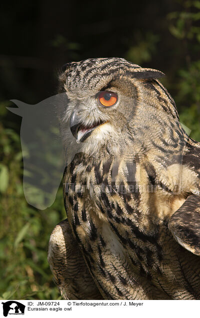 Uhu / Eurasian eagle owl / JM-09724