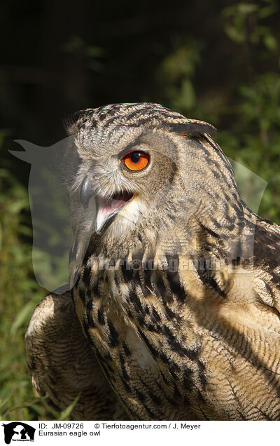 Uhu / Eurasian eagle owl / JM-09726