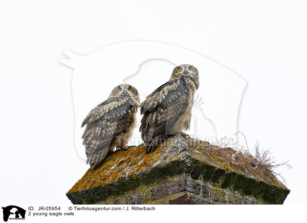 2 junge Uhus / 2 young eagle owls / JR-05954