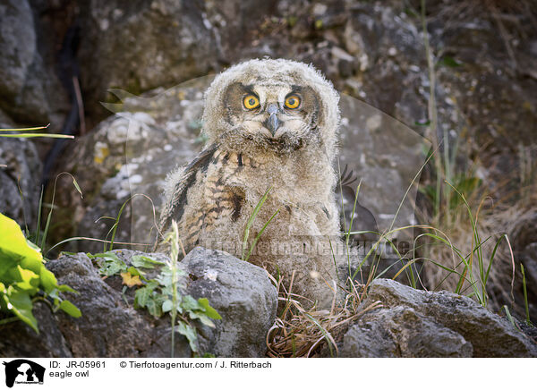 eagle owl / JR-05961
