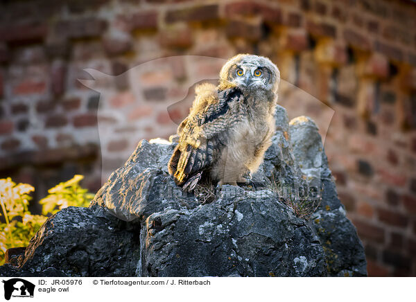 Uhu / eagle owl / JR-05976