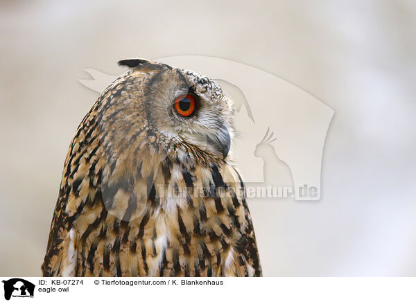 eagle owl / KB-07274
