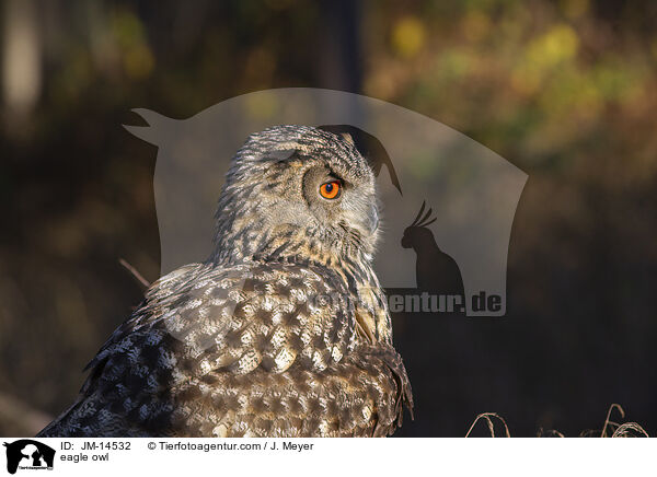 eagle owl / JM-14532