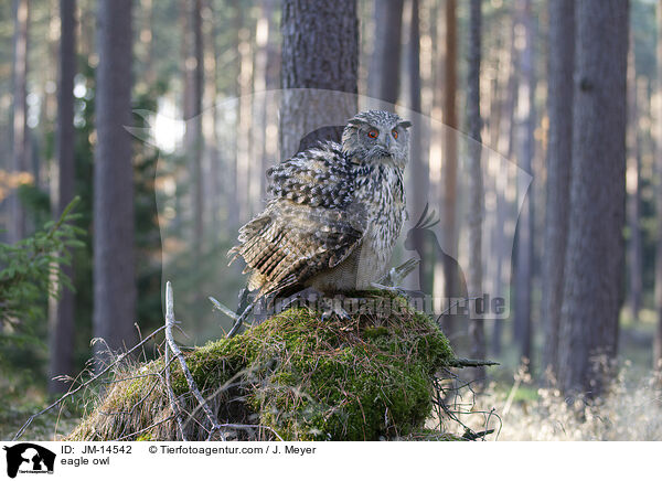 eagle owl / JM-14542