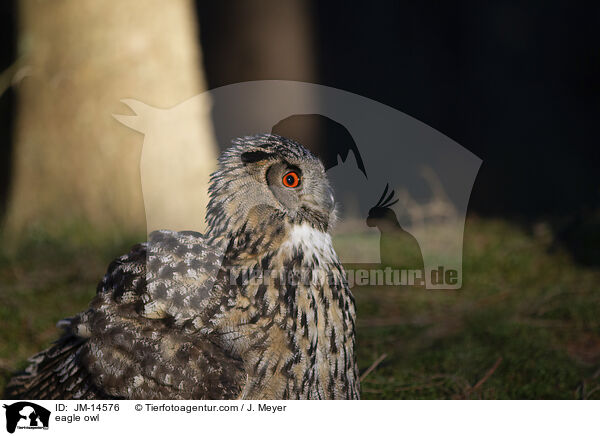 Uhu / eagle owl / JM-14576