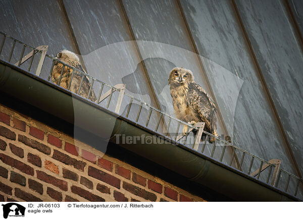 eagle owls / JR-06103