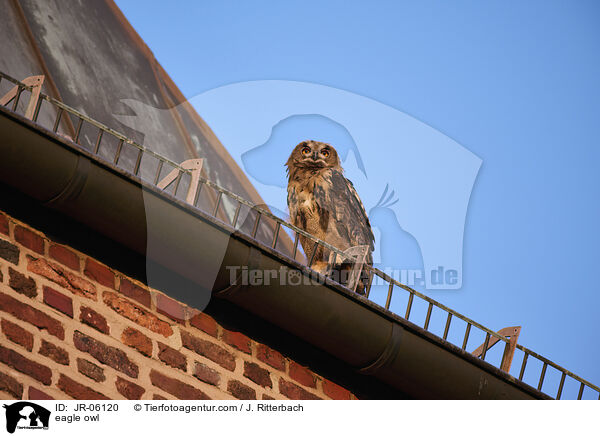 eagle owl / JR-06120