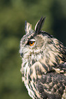 Eurasian eagle owl