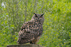 eagle owl