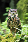 Eurasian eagle owl