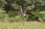 eagle owl