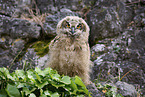 eagle owl