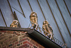 eagle owls