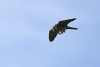 Eurasian hobby