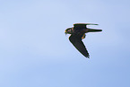 Eurasian hobby