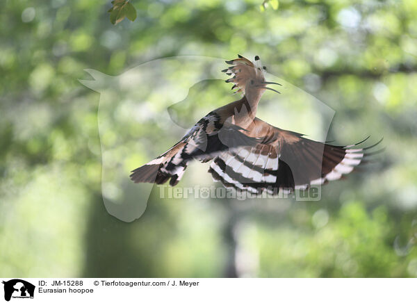 Wiedehopf / Eurasian hoopoe / JM-15288