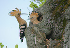 Eurasian hoopoes