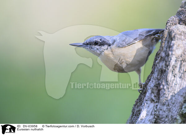 Europischer Kleiber / Eurasian nuthatch / DV-03958