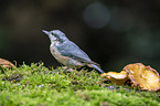 Eurasian nuthatch