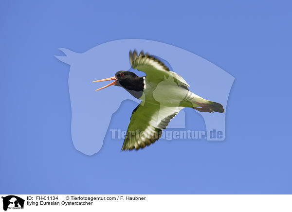 fliegender Austernfischer / flying Eurasian Oystercatcher / FH-01134