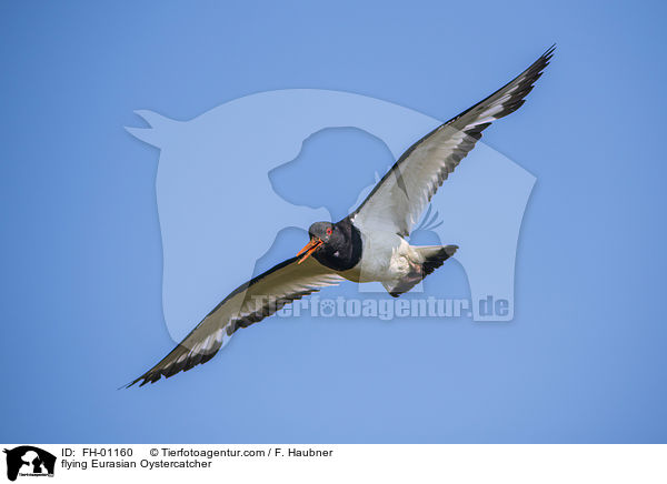 fliegender Austernfischer / flying Eurasian Oystercatcher / FH-01160