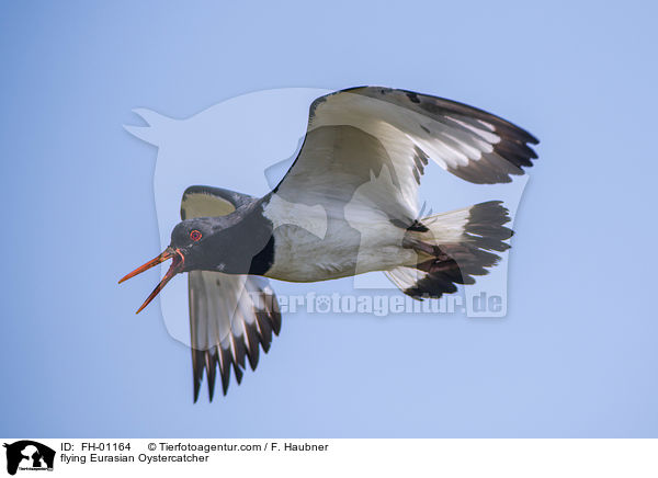 fliegender Austernfischer / flying Eurasian Oystercatcher / FH-01164