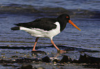 Palaearctic oystercatcher