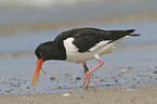 Eurasian oystercatcher