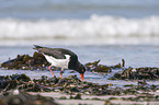 Eurasian oystercatcher