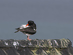 Eurasian oystercatcher