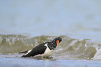 Eurasian oystercatcher