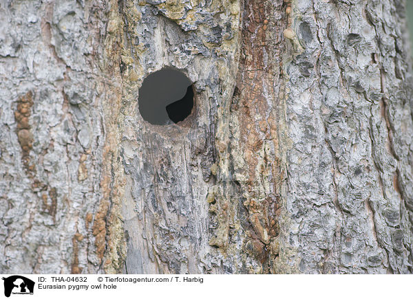 Sperlingskauz Baumhhle / Eurasian pygmy owl hole / THA-04632