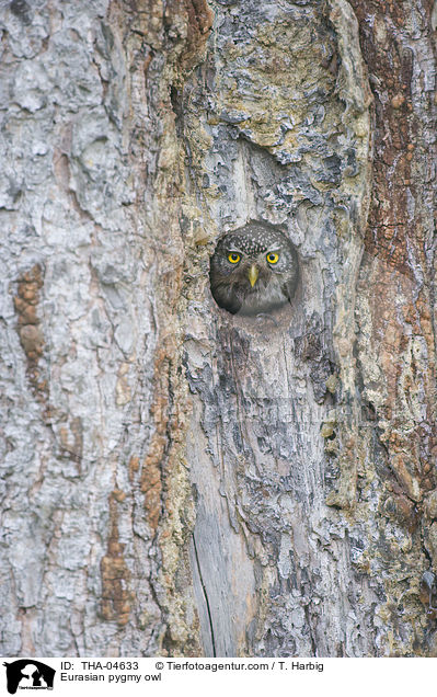 Sperlingskauz / Eurasian pygmy owl / THA-04633
