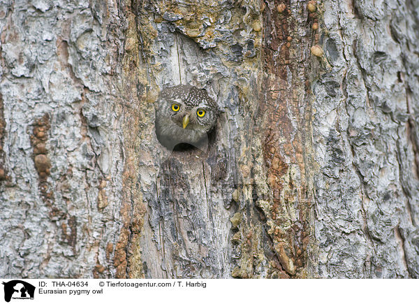Sperlingskauz / Eurasian pygmy owl / THA-04634