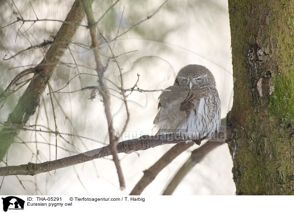 Sperlingskauz / Eurasian pygmy owl / THA-05291
