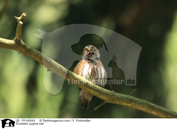 Sperlingskauz / Eurasian pygmy owl / FF-04543
