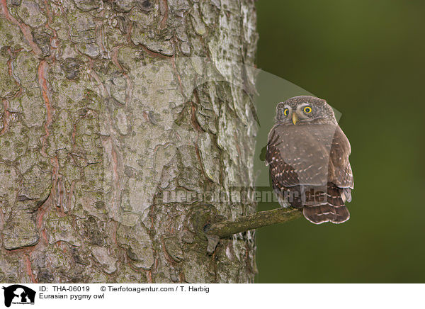 Sperlingskauz / Eurasian pygmy owl / THA-06019