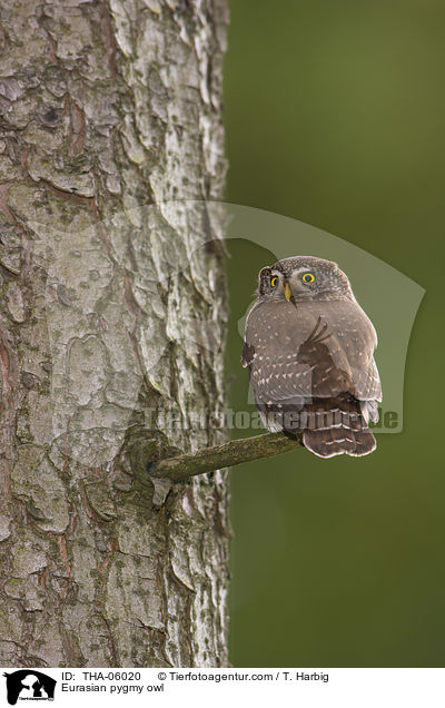 Sperlingskauz / Eurasian pygmy owl / THA-06020