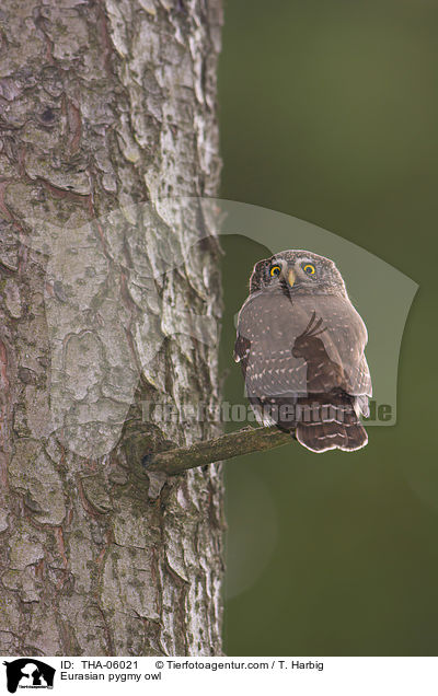 Sperlingskauz / Eurasian pygmy owl / THA-06021