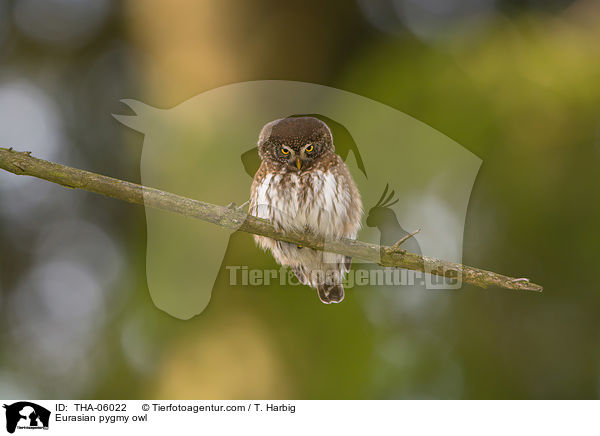 Sperlingskauz / Eurasian pygmy owl / THA-06022