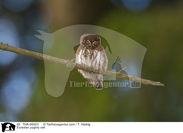 Sperlingskauz / Eurasian pygmy owl / THA-06023