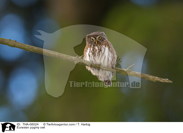 Sperlingskauz / Eurasian pygmy owl / THA-06024