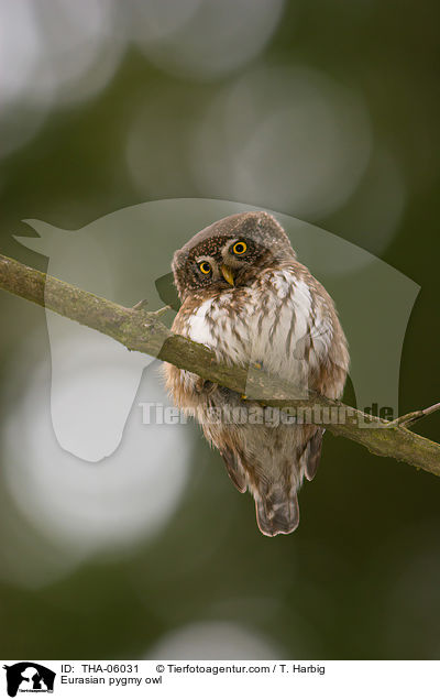 Sperlingskauz / Eurasian pygmy owl / THA-06031